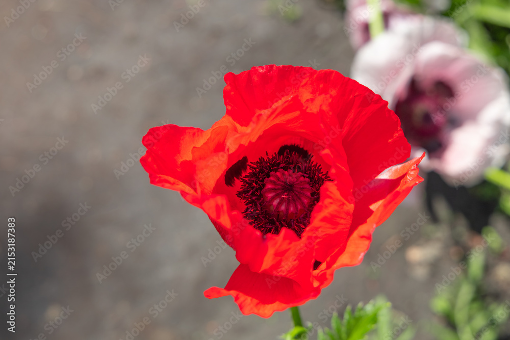 Obraz premium Bright red poppy flower blooms in a garden during the day in spring