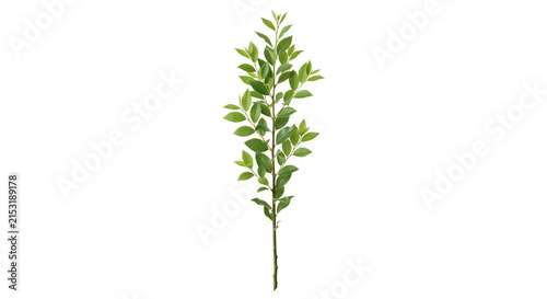 Foto Slender green leafy branch with detailed foliage