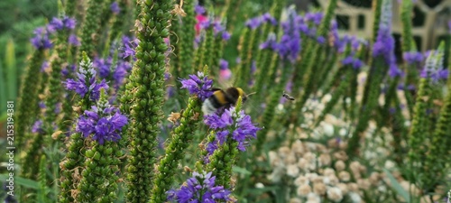Quadro su tela Two Bees Flying Near Purple Flower Spikes