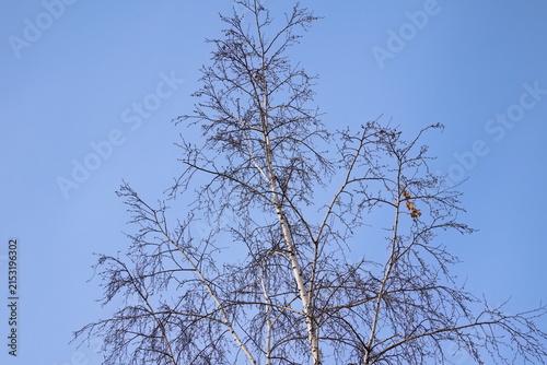 Foto Top of a birch tree with bare branches against a clear blue sky