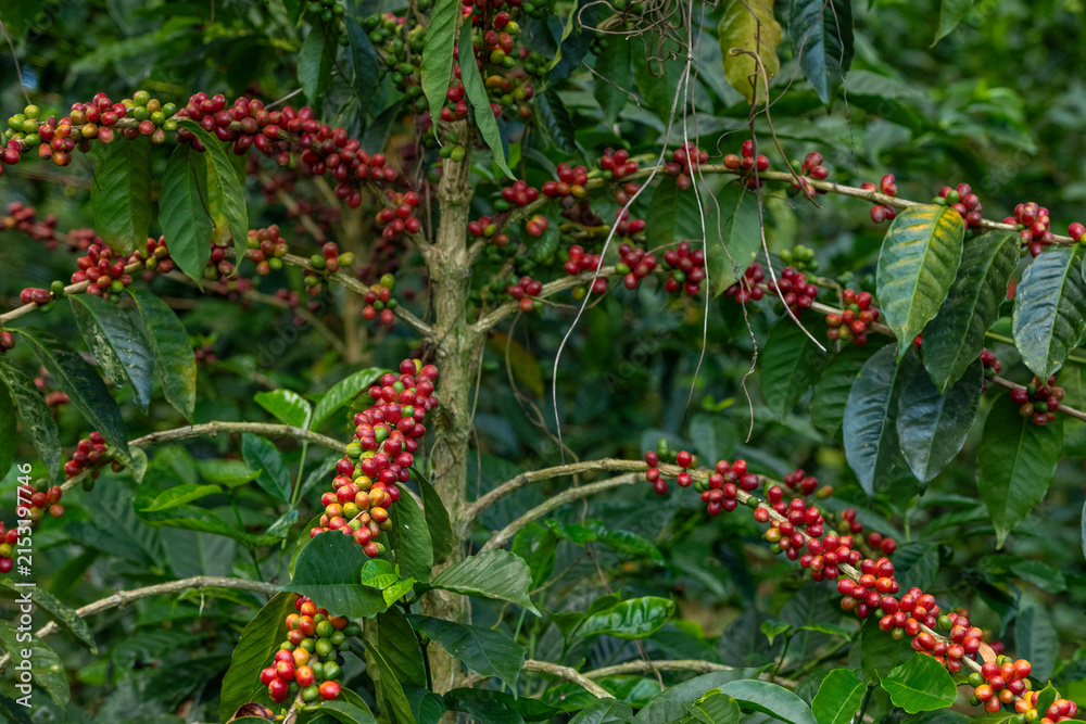 Fototapeta premium Coffee berries ripening on branches of a Geisha coffee plant in a Boquete, Chiriqui, Panama plantation, showing sustainable agriculture and bean harvesting - stock photo