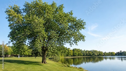 Large leafy tree beside a calm lakeshore in a sunny park with green grass and a clear blue sky