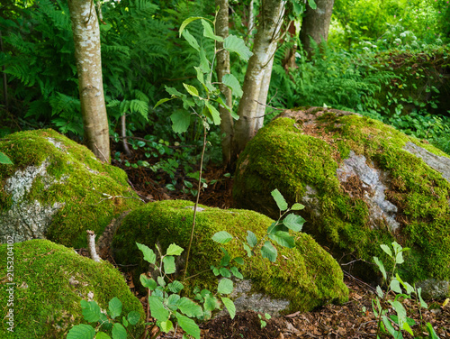 large boulders covered in moss at the resort