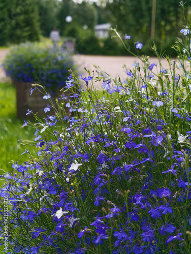 Lobelia erinus is a popular annual garden plant