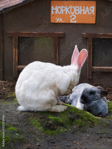 two rabbits, pure white and silver-colored, near their house. The sign 