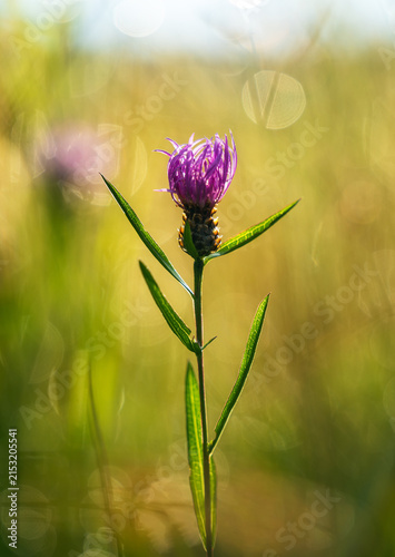 Wild flower after the rain