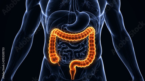 Foto 3D medical illustration of human large intestine and colon anatomy highlighted i