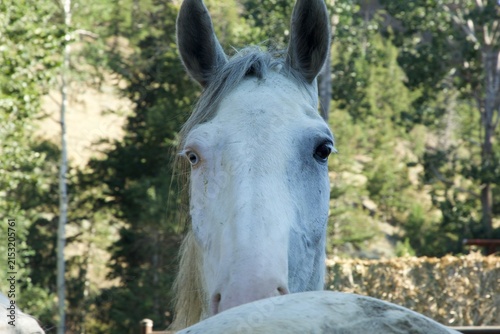 Un cheval de face avec deux yeux différents 
