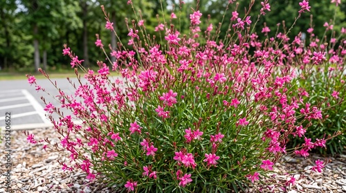 Beautiful pink gaura lindheimeri flowers blooming in a garden, also known as whirling butterflies, with lush green foliage in a sunny outdoor setting