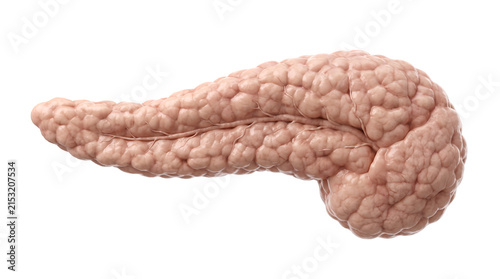Pancreas human anatomy organ detailed 3d render representing healthy medical structure for scientific research isolated as educational anatomical model with realistic texture soft pink coloration and 