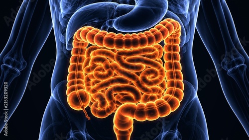 Detailed 3D illustration of human colon and intestinal digestive system anatomy