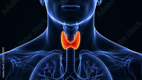 Bild auf Leinwand Detailed 3D human thyroid gland anatomy highlighted in the neck on dark backgrou