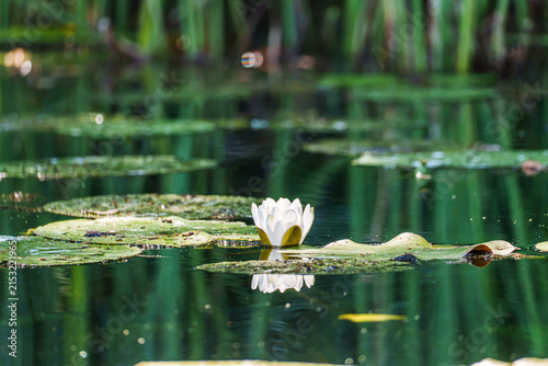 White water lily blooming among lily pads on a calm pond, with its reflection visible on the water and soft green vegetation creating a tranquil natural scene.