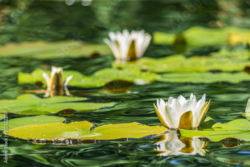 White water lilies blooming among green lily pads on a gently rippling pond, with reflections and softly blurred flowers creating a peaceful natural summer scene.