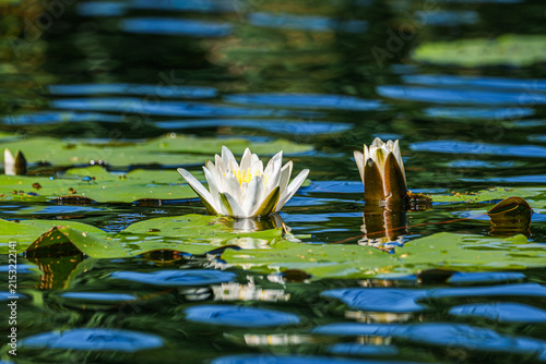 White water lily blooming among green lily pads on a pond, surrounded by rippling blue-green water and unopened flower buds in natural summer light.