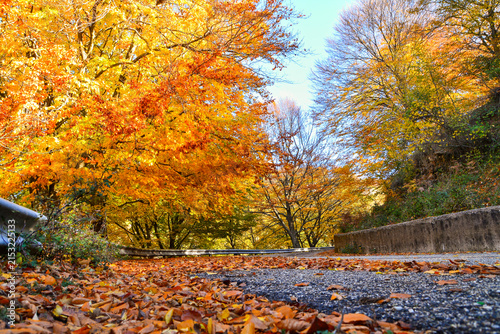 autumn in the park