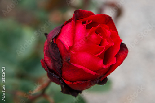 single red rose