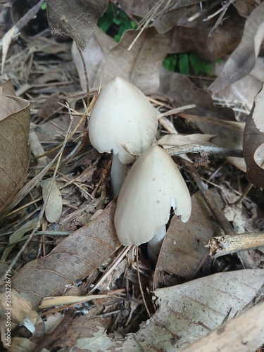 Two White Mushroom in Dry Foliage