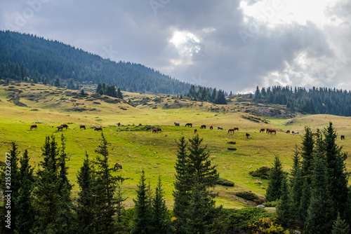 Horses grazing in the Almaty Region highlands
