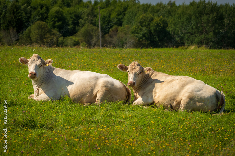 Fototapeta premium Two white cattle resting together in a sunny summer pasture