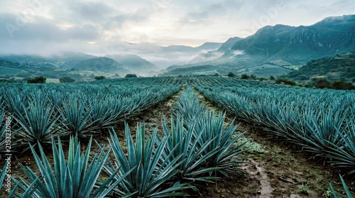 Blue Agave Plants in Misty Mountainous Agricultural Field With Cloudy Sky