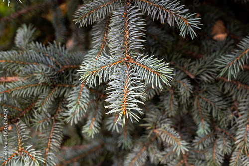 Blue-green spruce branch in Ala Archa near Bishkek, Kyrgyzstan.