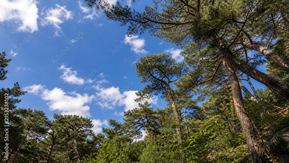 Fototapeta premium pine forest