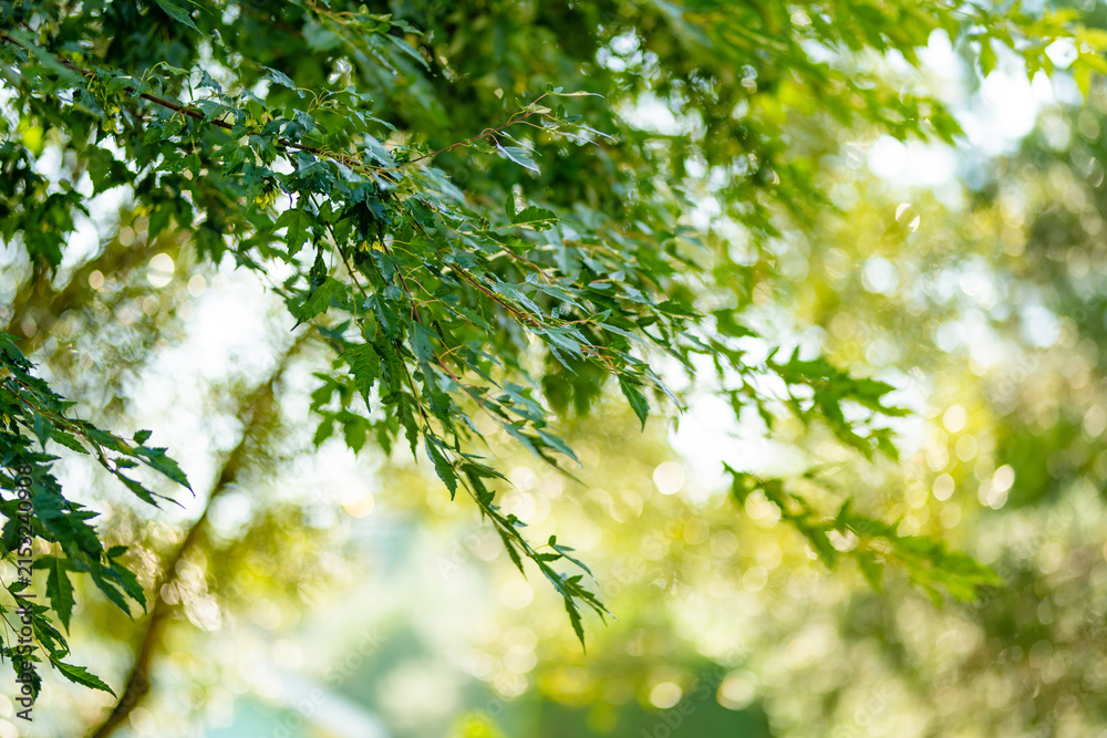 Fototapeta premium Green maple tree branches glow in warm summer sunlight. Delicate foliage and soft bokeh create a peaceful natural garden background.