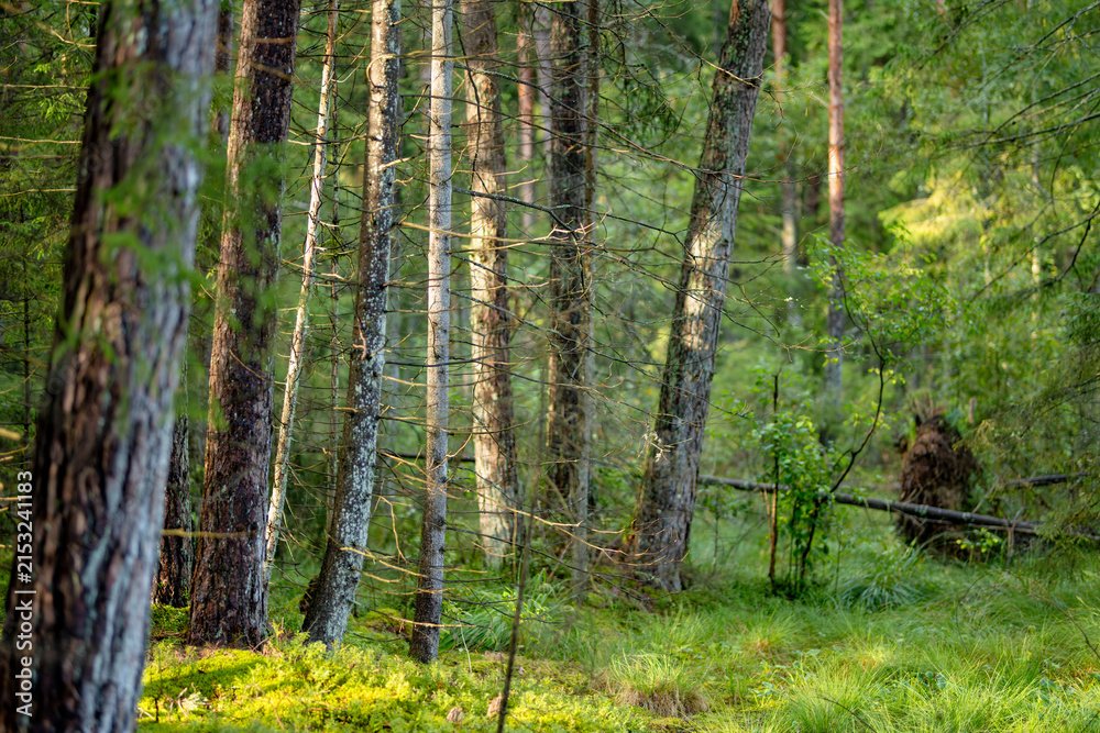Obraz premium Sunlight filters through a quiet conifer forest with mossy ground and tall straight trees. Peaceful woodland scene creates a fresh natural atmosphere.