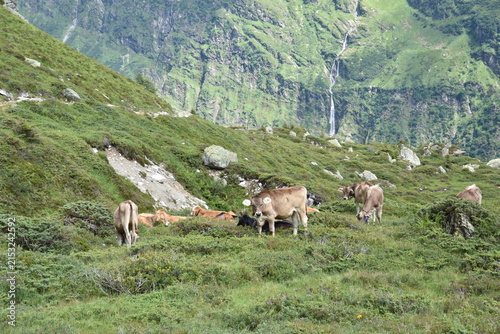 Maderanertal Kühe