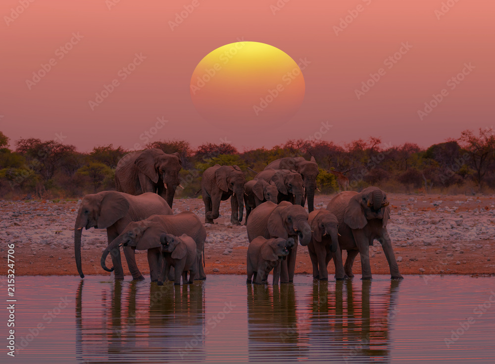 Naklejka premium A group of elephant families go to the water's edge for a drink - African elephants standing near lake in Etosha National Park, Namibia