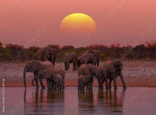 Fototapeta na wymiar A group of elephant families go to the water's edge for a drink - African elephants standing near lake in Etosha National Park, Namibia