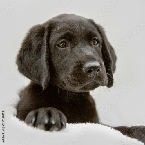 Portrait of an Adorable Black Labrador Retriever Puppy