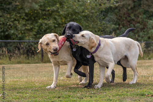 Three Labrador Retrievers Playing with a Red Fetch Toy in the Grass