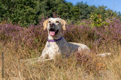 Blonde Labrador Retriever Enjoying the Grass Among Purple Heather