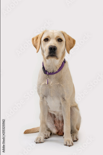Nine-Month-Old Yellow Labrador Retriever Sitting Tall in Studio Portrait
