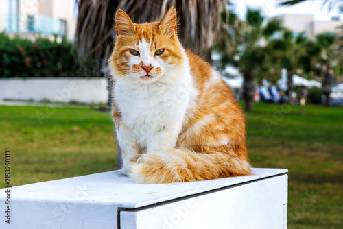 Foto Ginger and white stray cat resting in park in Paphos, Cyprus