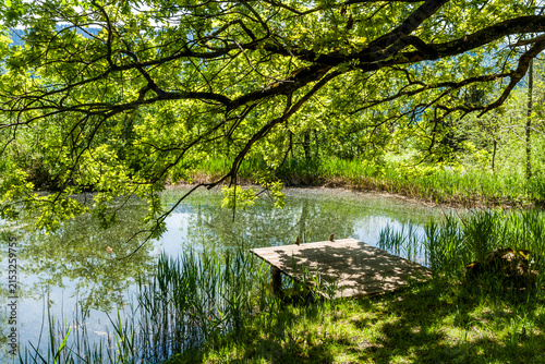 Tree and jetty at lakeshore