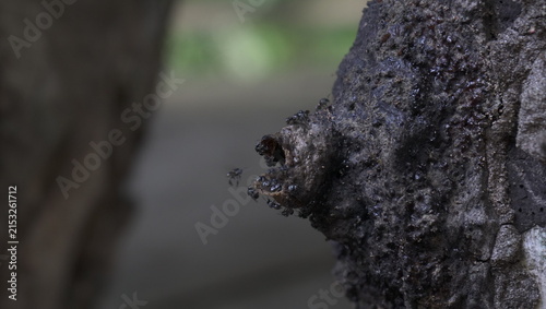 Принти на полотні Stingless bee honey or trigona honey in their nest