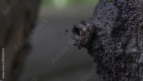 Принти на полотні Stingless bee honey or trigona honey in their nest