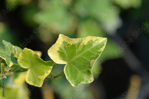 Cuadro en lienzo Macro shot of a variegated English ivy eaf featuring a green center with broad c