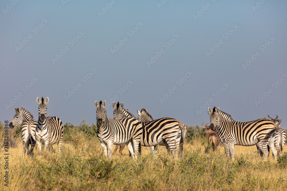 Obraz premium Small herd of plains zebra standing in tall grass beside a water channel in the Okavango Delta, Botswana, showcasing iconic African wildlife in a pristine wilderness and safari setting.