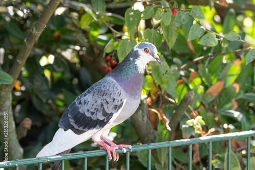 Photography Birds of Germany - Columba livia domestica - Feral Pigeon in Urban Habitat