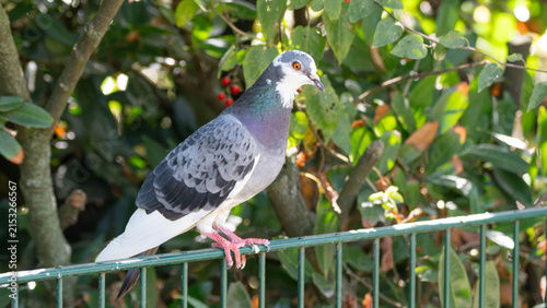 Photography Birds of Germany - Columba livia domestica - Feral Pigeon in Urban Habitat