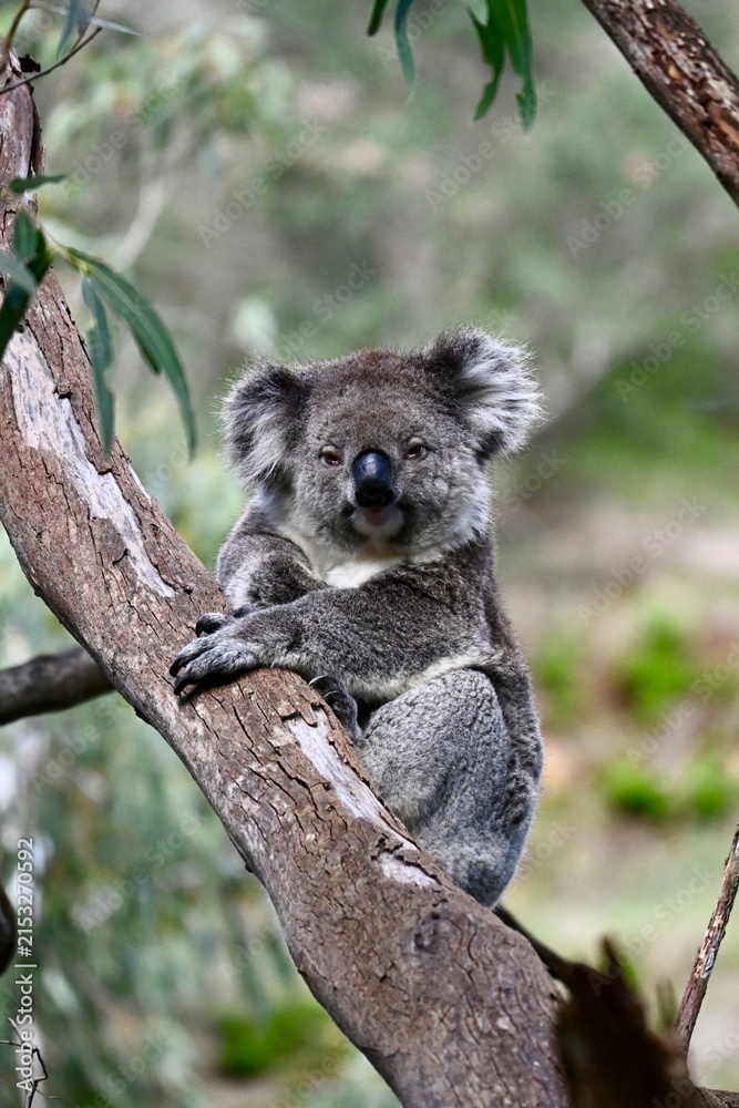 Obraz premium koala in tree