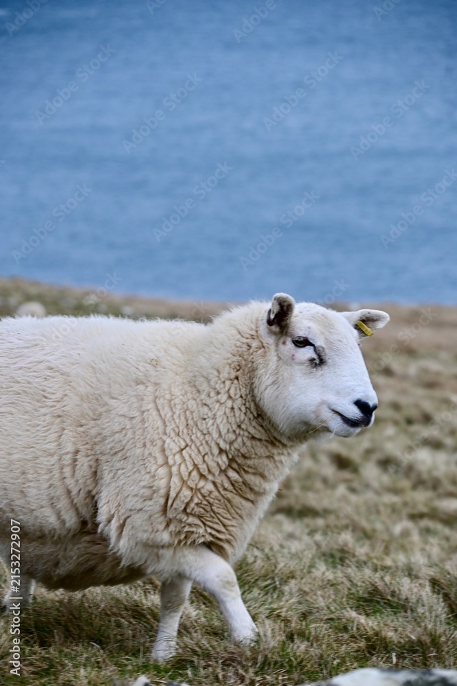 Fototapeta premium sheep in the field