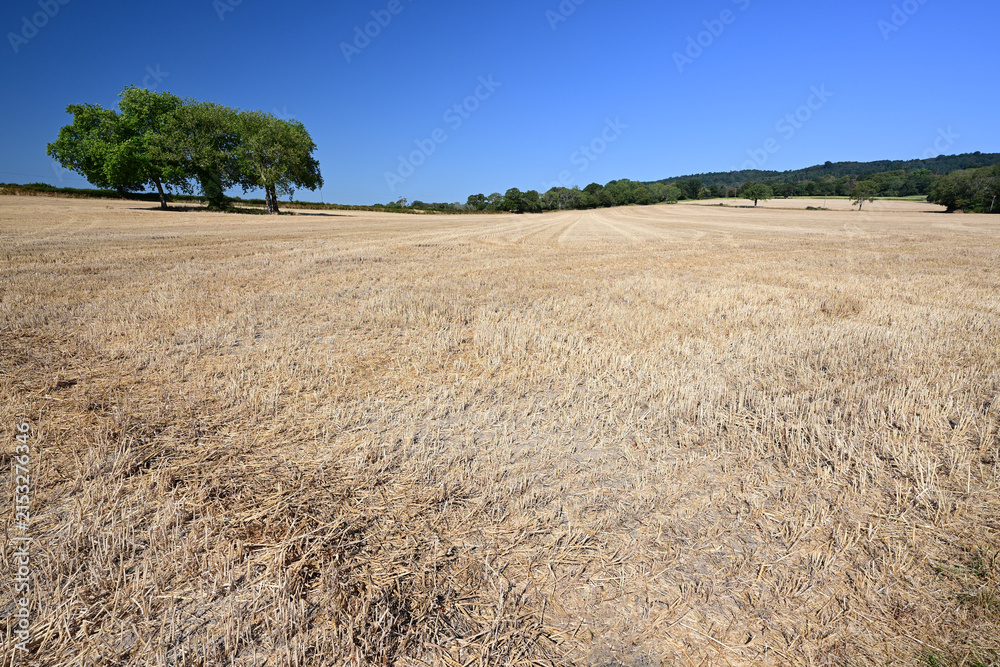 Naklejka premium Farmers Field in Surrey, UK during the Heatwave/Drought conditions of August 11th 2026.