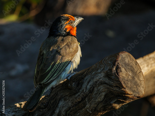 Black-collared barbet (Lybius torquatus) perched in a tree in Botswana's Okavango Delta. This African bird highlights the biodiversity and wildlife of this premier wilderness and safari destination.