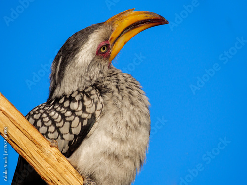 Southern yellow-billed hornbill (Tockus leucomelas) in the Okavango Delta, Botswana. This striking African bird showcases the rich biodiversity and natural beauty of this safari destination.