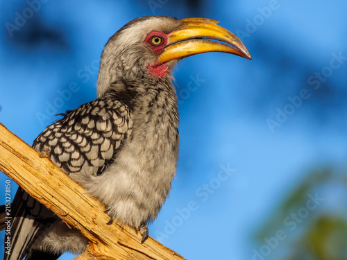 Southern yellow-billed hornbill (Tockus leucomelas) in the Okavango Delta, Botswana. This striking African bird showcases the rich biodiversity and natural beauty of this safari destination.